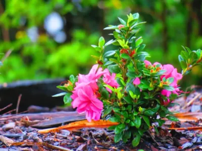 Search and Stay destination Eungella, QLD - Australia from AU$ 180. Eungella Cabins - 2 Bedroom Cabin