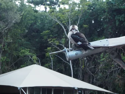 Search and Stay destination Nelly Bay, QLD - Australia from AU$ 199. Safari Tent 1 Queen size