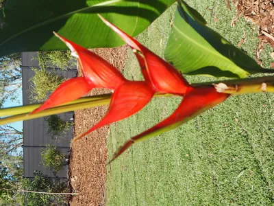 Search and Stay destination Nelly Bay, QLD - Australia from AU$ 199. Safari Tent 1 Queen size