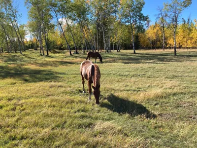 Search and Stay destination Cariboo, BC - Canada from AU$ 451. Little Horse Lodge Guest Suite