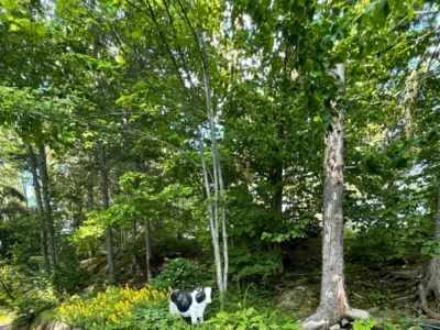 Search and Stay destination Killarney, ON - Canada from AU$ 102. Cabin 7 - "The Bunkie" at Avalon Eco Resort