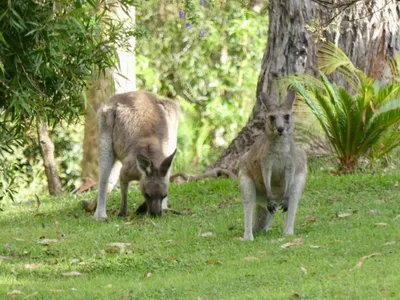 Search and Stay destination Long Beach, NSW - Australia from AU$ 260. Charming Courtenay