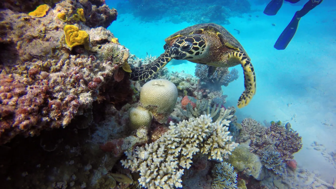Image blog Top 10 Wildlife Experiences Around the World