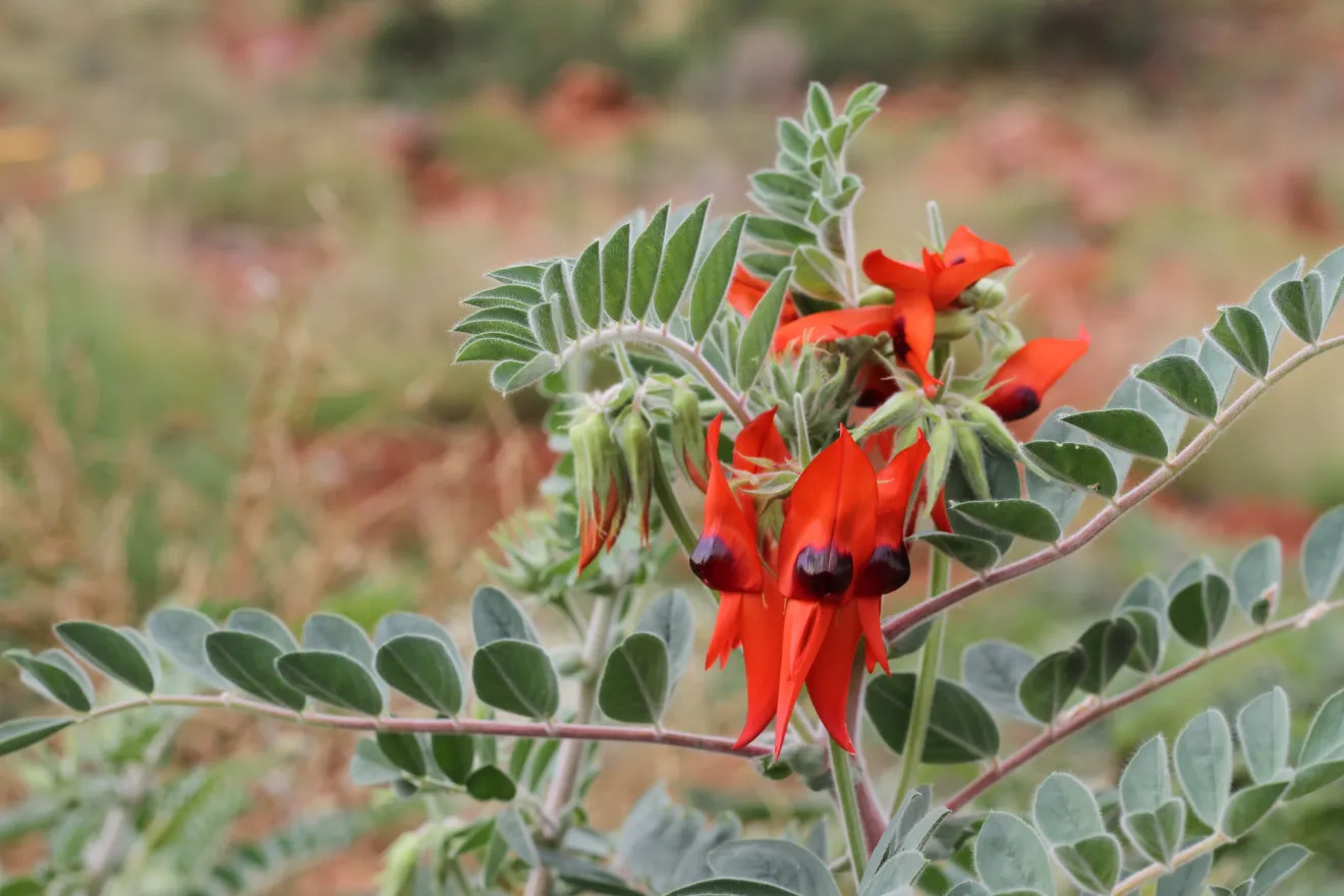 Image blog Western Australia Is Ready To Bloom