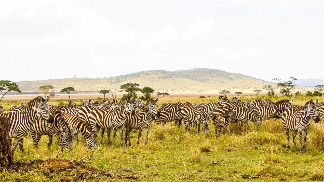 Image blog Top 10 Wildlife Experiences Around the World