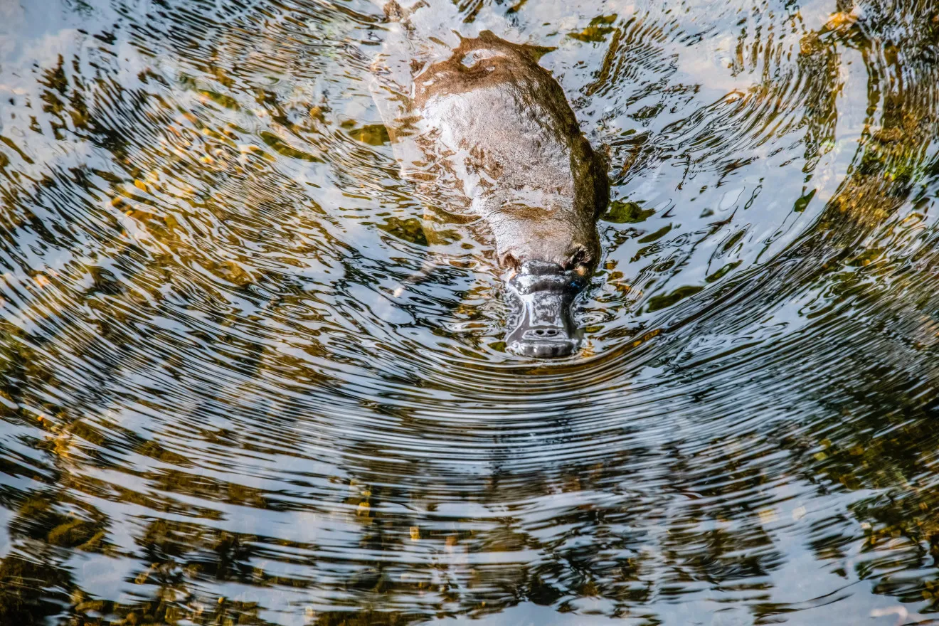 Image blog Where to Spot Wildlife in Jindabyne
