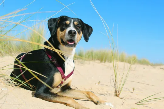 Image blog Discover Canine Paradise: Best Dog-Friendly Beaches in Perth and Margaret River, WA