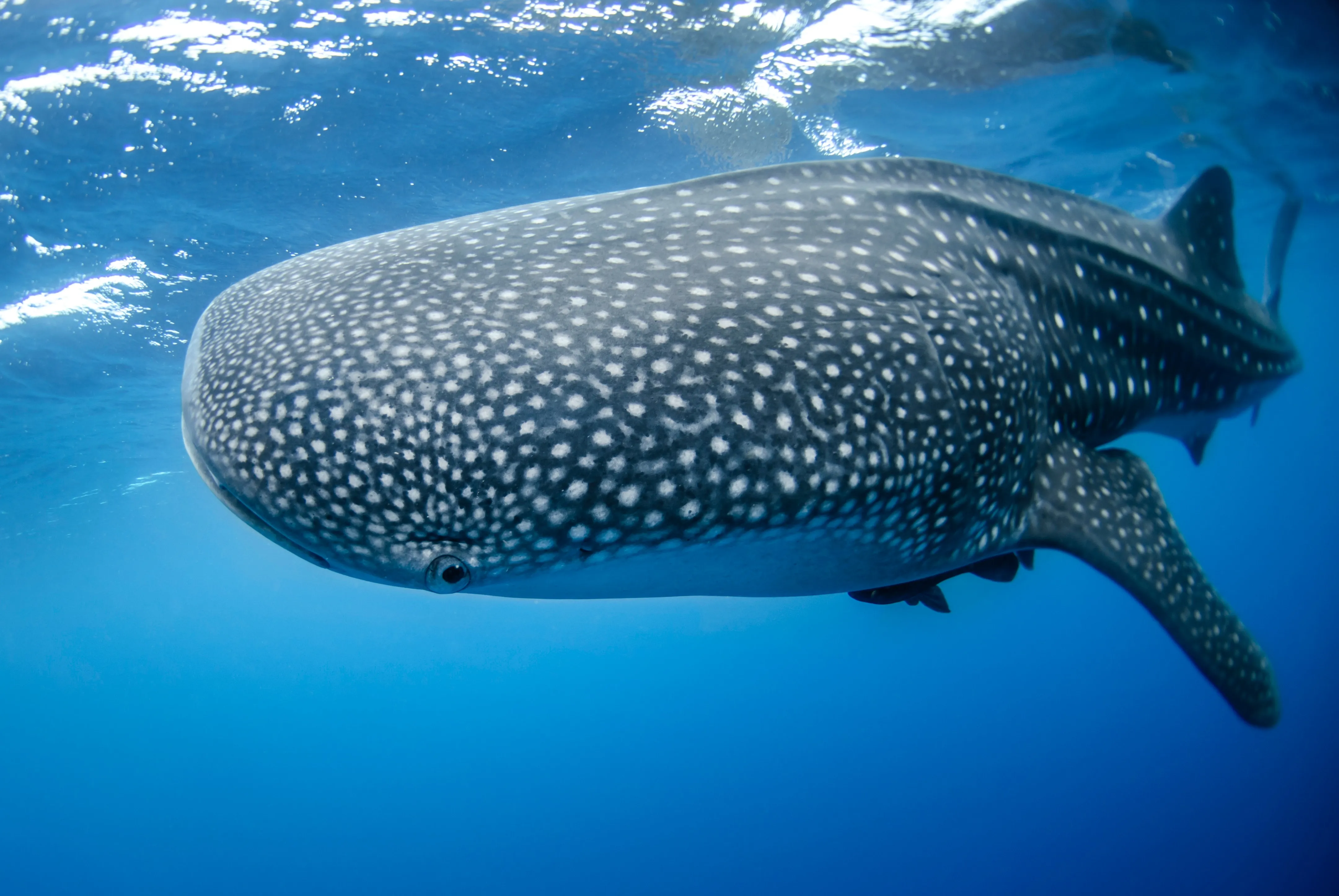 Image blog Search and Stay: Coral Coast, Western Australia
