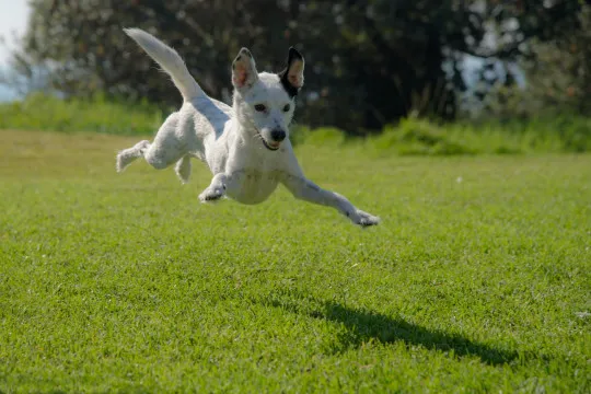 Image blog Discover Canine Paradise: Best Dog-Friendly Beaches in Perth and Margaret River, WA
